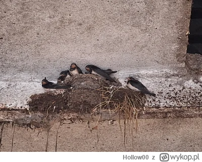 Hollow00 - #nieruchomosci #heheszki #deweloperka #kredyt2procent 
Polacy po 30 pic re...