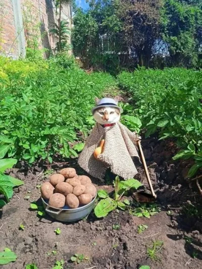 Imitacja_czlowieka - Tak zwane wykopki #smiesznykotek