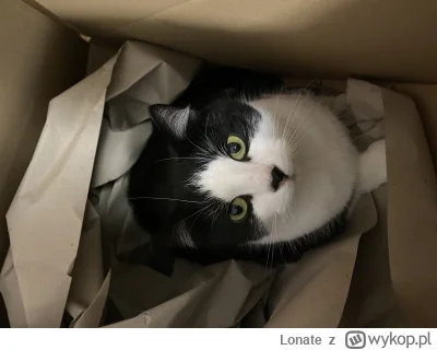 Lonate - Wygląda na to, że kot chce być dodatkowym prezentem w #wykopaka (｡◕‿‿◕｡)

#k...