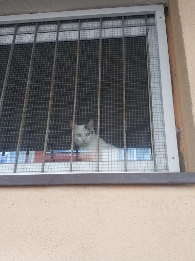 Itslilianka - Spotkałem dziś kotka. Idę sobie i gdzieś coś mi mówi że ktoś mnie obser...