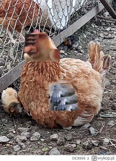 DEX666 - Pjoter są rzeczy ważniejsze niż zachowanie pajęczej formy. Zniesiesz jajko t...