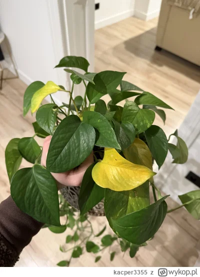 kacper3355 - Epiprenum mi umiera - żółknie, liście usychają. Podlewam delikatnie co o...