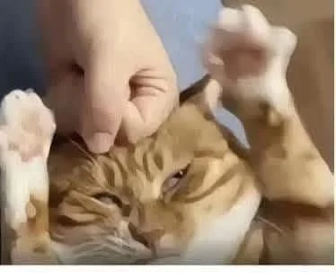 dywergent - czuje sie zdezorientowany