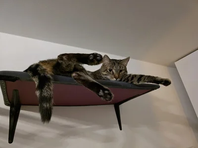 Roniq - Relaks (⌐ ͡■ ͜ʖ ͡■)


#kitku #koty #pokazkota