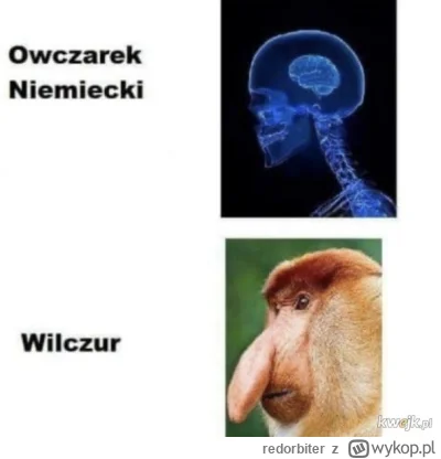 redorbiter - @Gawith_Apricot: wilczura zostawmy w spokoju akurat