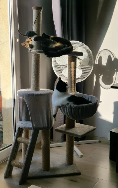 frezjabezdoniczki - Za chwilę muszę zainwestować w duży i porządny drapak bo duże już...