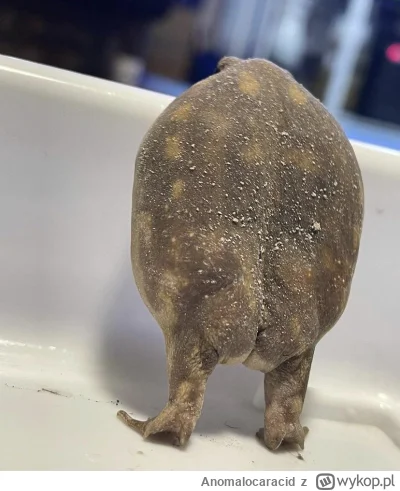 Anomalocaracid - @Drom: