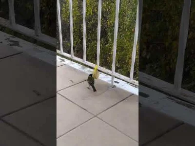 RicoElectrico - #ptaszkowpis zrobiłem nawet #timelapse
#tworczoscwlasna #ptaki