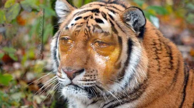 EliadezPoznania - #mecz