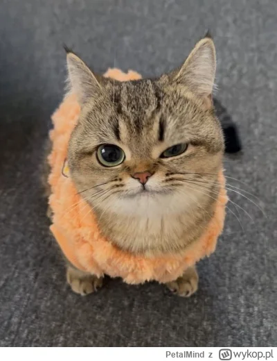 PetalMind - @ibleedforyou: dobła