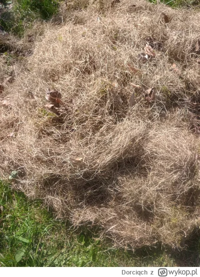 Dorciqch - Piękna pogoda w #szczecin a ja zamiast walnąć się w hamaku i leżeć bykiem,...