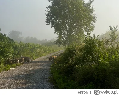 enron - i #owieczkizprzypadku (ʘ‿ʘ)