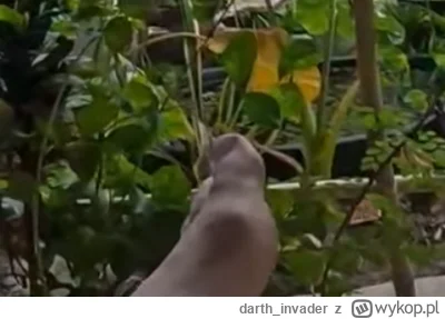 darth_invader - @Knoblauch: pewnie go podagra męczy