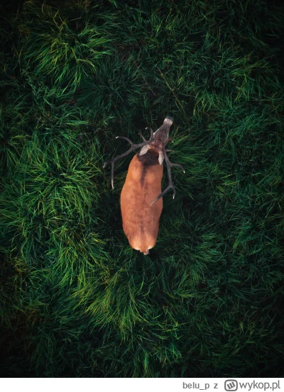 belu_p - Jelonek jaki jest każdy widzi.

#natura #drony #przyroda #fotografia #tworcz...