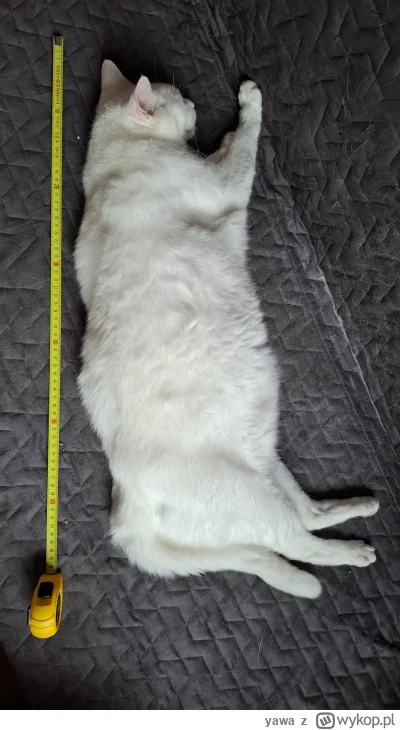 yawa - Kotełeł 

#pokazkota #bialykot #koty