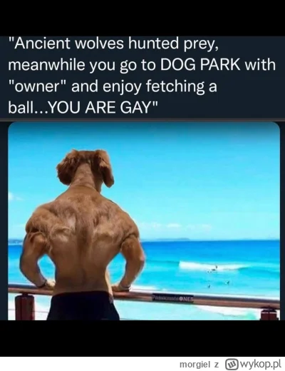 morgiel - #heheszki #humorobrazkowy