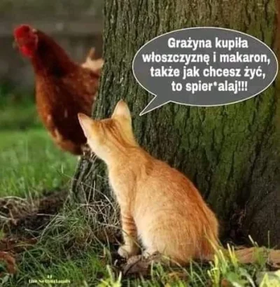 wfyokyga - Humor drobiowy
#humor #grazynacore