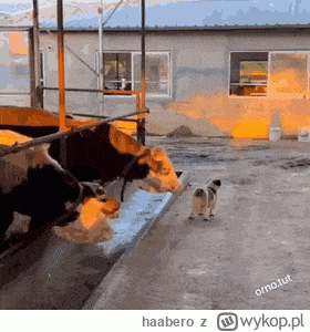 haabero - #smiesznepieski