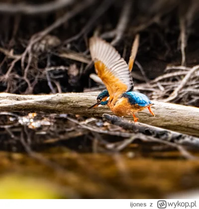 ijones - Zimorodek - foto własne. 

Przeglądam przy końcu roku mój "dorobek" fotograf...