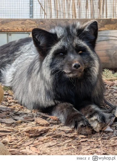 iniacz - Elo. To jest Jaga #pokazlisa ( ͡º ͜ʖ͡º) Została uratowana z fermy i mieszka ...