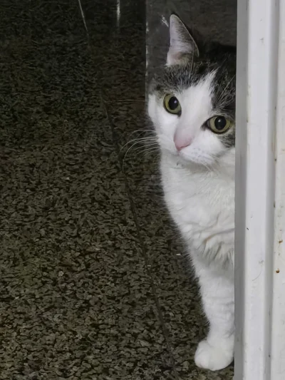 Solsith - #pokazkota  #spaślak  agein?