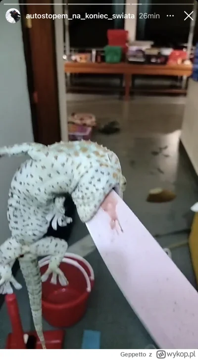 Geppetto - #raportzpanstwasrodka onuca kocha zwierzątka