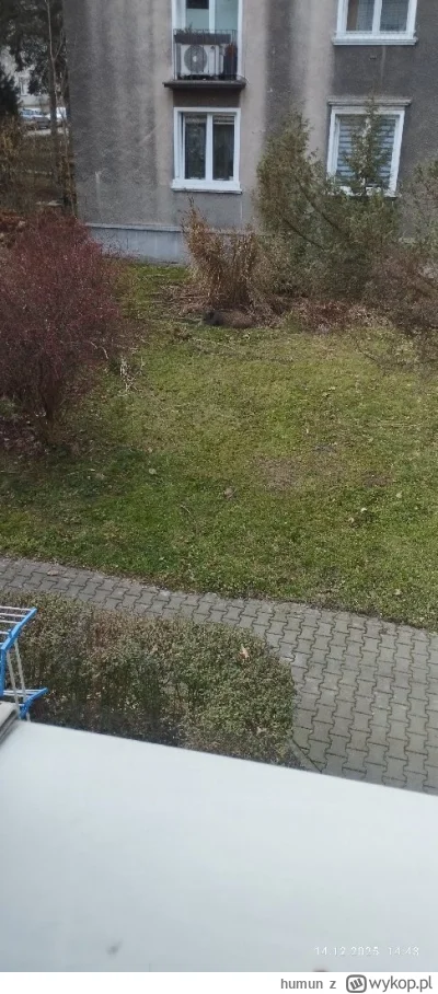 humun - Dziki mi sie zadomowily przed klatką xd #krakow