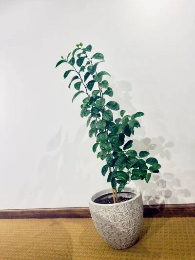 ArsenalAngel - Pochwalę się, 3 lata temu zasadziłam pestkę pomarańczy do ziemi i oto ...