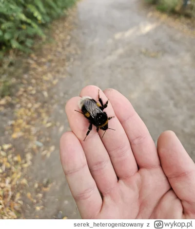 serek_heterogenizowany - Chłop znalazł na drodze puchatego trzmiela i uratował go prz...
