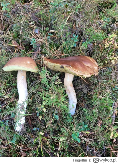 Fingolfin - Dwa piękne bydlaki #grzyby