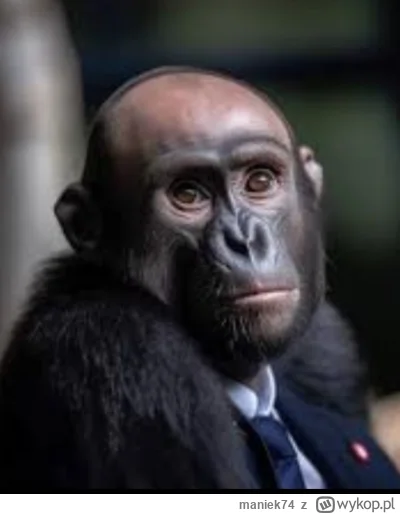 maniek74 - @Okcydent ( ͡° ͜ʖ ͡°)