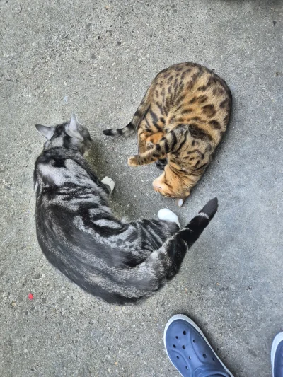 Lujdziarski - #pokazkota #dziarskikacperek Żeby Kacperek miał taką czilerke na dworze