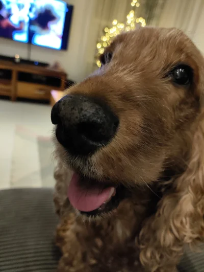 Vienich - Odwiedził cię pies