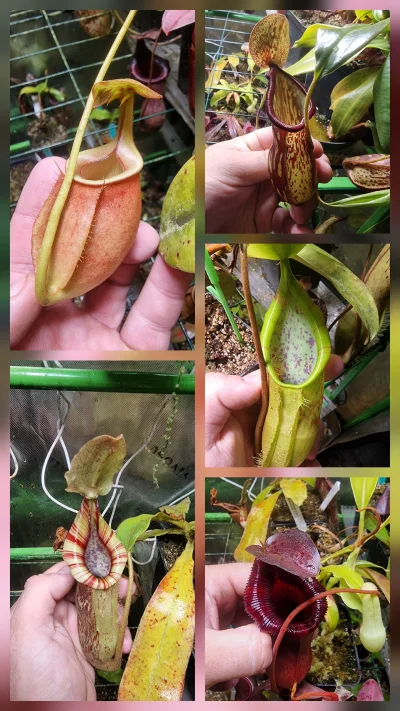 SeveranRO - Dzbaneczniki :)

#rosliny #roslinyowadozerne #roslinydoniczkowe #dzbanecz...