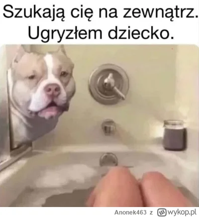 Anonek463 - #heheszki #humorobrazkowy #psy #psiarze #memy