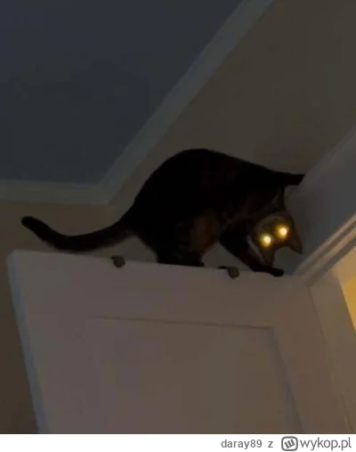 daray89 - #codziennykotopetany #dziwnekotki