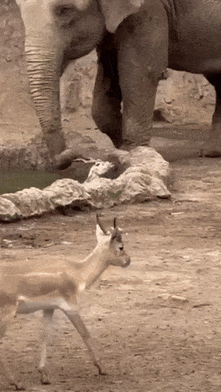 wfyokyga - Nie bój się gazelu, już cię wyciągam wariacie