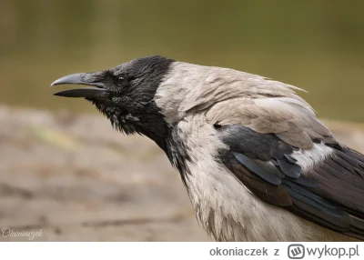 okoniaczek - Zdjęcie, które słychać. 
Wrona siwa.

#fotografia #ptaki #tworczoscwlasn...