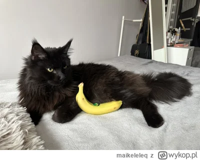 maikeleleq - @Andrzej_Buzdygan @MateMizu