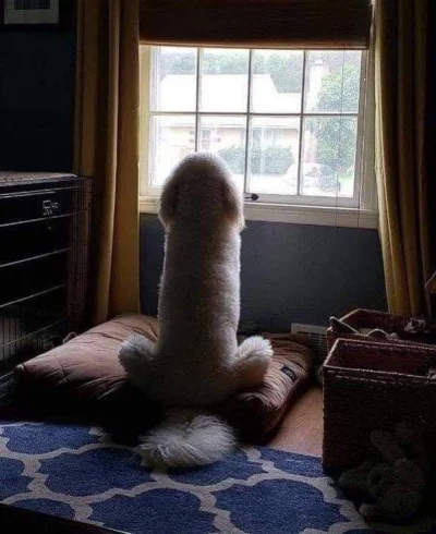 Sfont_stont - Wołam go i wołam, a ten chooi nie reaguje

#heheszki #smiesznypiesek