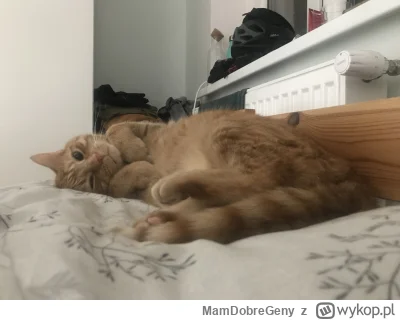 MamDobreGeny - I tak sobie leżymy 
#koty