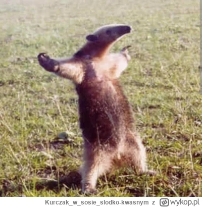 Kurczakwsosieslodko-kwasnym - @LieutenantKim: