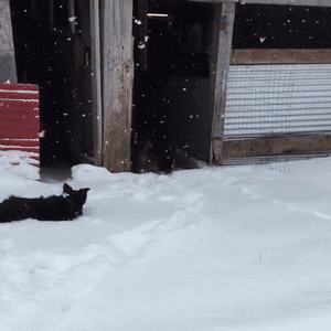 wfyokyga - Idę albo nie idę