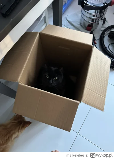 maikeleleq - @wfyokyga moje śpią sobie czasami w transporterach, ale jak tylko słyszą...