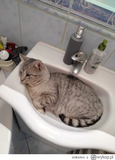 mikelvo - @Borealny znam to (⌐ ͡■ ͜ʖ ͡■)