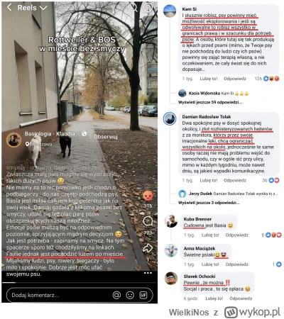 WielkiNos - Nieskalana myślą psiara się chwali, że prowadza swoje kundle po mieście b...