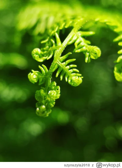 szynszyla2018 - Moje małe hobby. #fotografia uwielbiam chodzić łapać światło, kolory,...