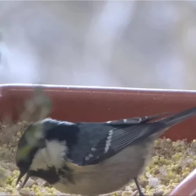 Lenalee - @silent_unknown: Sosnówki przylatywały do mnie w zeszłym roku jak położyłam...