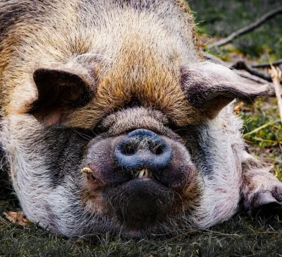 RepublikaFederalnaNiemiec - @Ada_Szamborska: ok oski