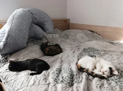 T.....d - Trójkąt kociurski #pokazkota #zofiathecat  #kitku